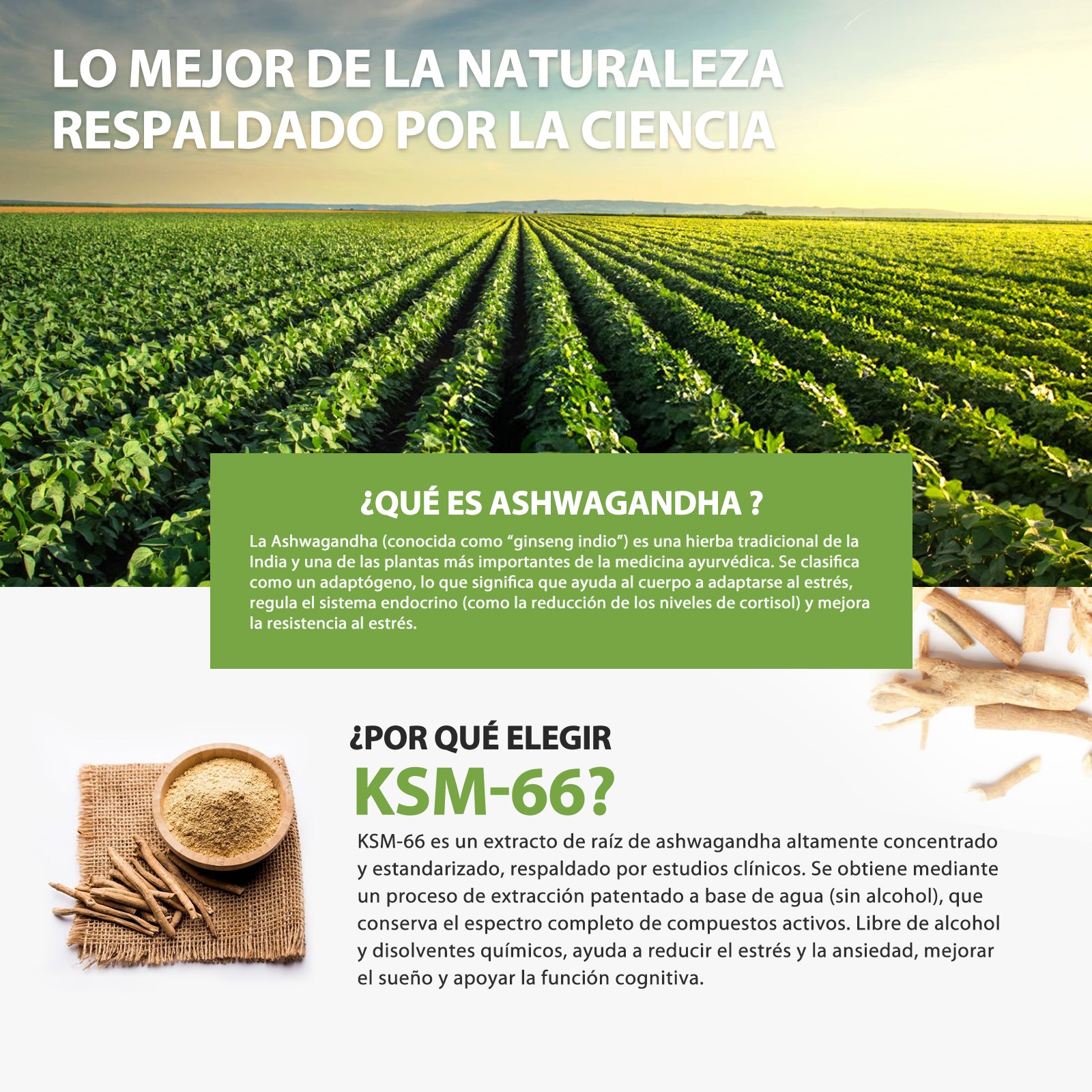 Cápsulas de Ashwagandha KSM-66 4800mg, Suplemento Orgánico de Ashwagandha, Sin Gluten, No Transgénico, Vegano, con Pimienta Negra para Mejor Absorción, Alivio del Estrés, Energía y Apoyo al Sueño - 90 Cápsulas