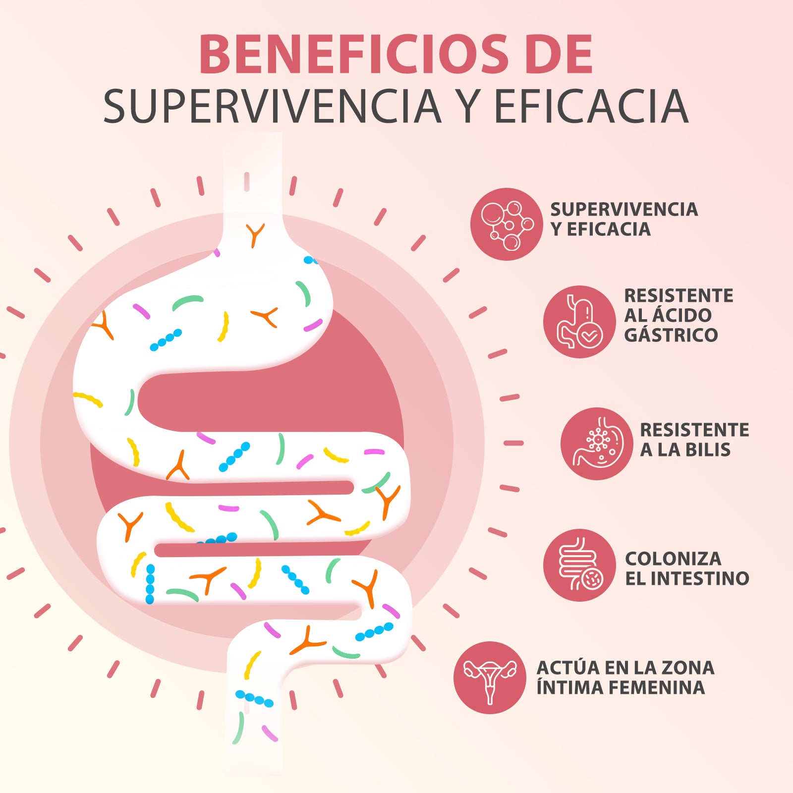 Cápsulas Probióticas Windboss Women's Private Care - 32 Cepas - Con Extracto de Arándano, Prebióticos Orgánicos y Vitamina C- 90 Cápsulas